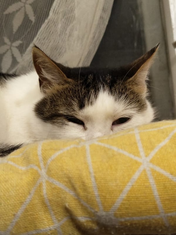Two cats doing absolutely nothing, perfectly.