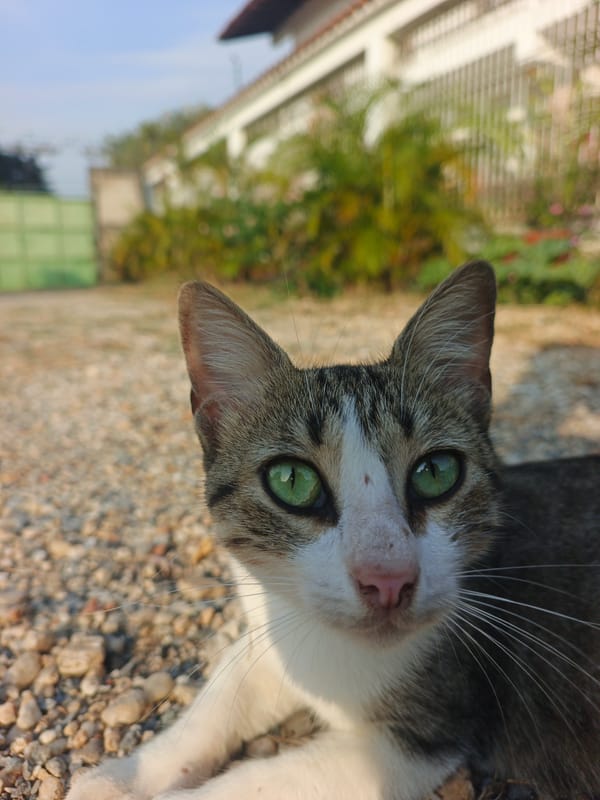Cats and twilight sky documented in Tinaquillo, Venezuela