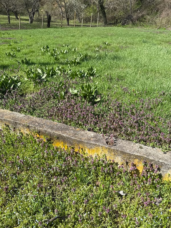 Woman takes selfie near wildflower patch in Ralevo