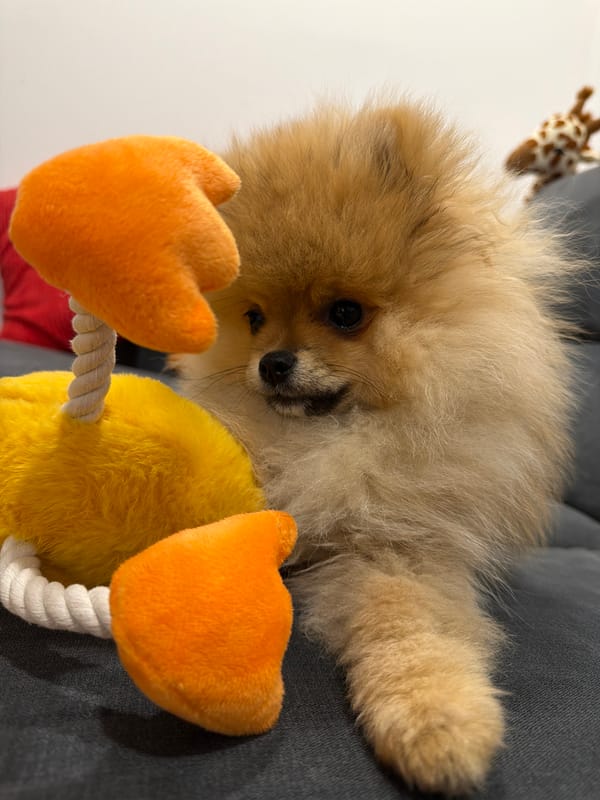 Person and Pomeranian dog captured in home setting