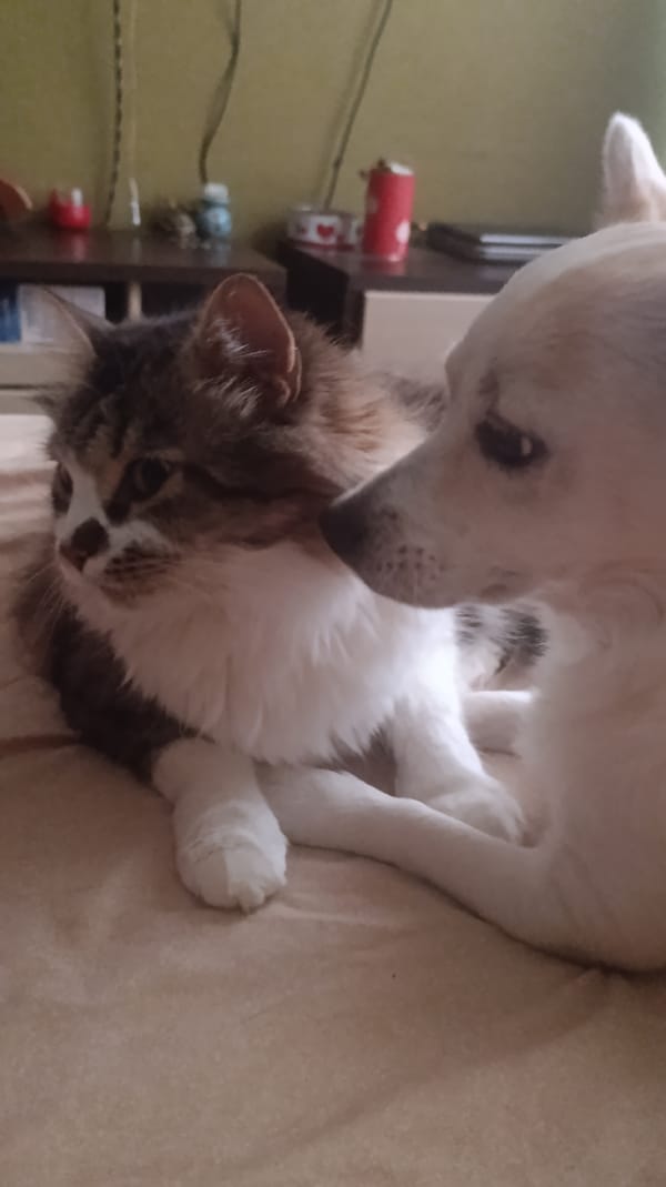 Cat and dog share a lazy morning on the couch