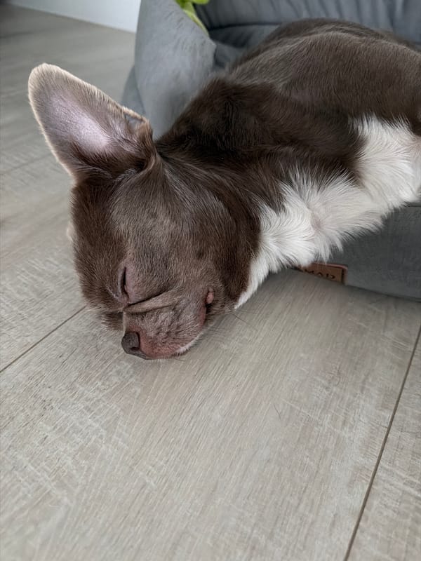Woman documents sleeping dog during post-surgery recovery in Russia