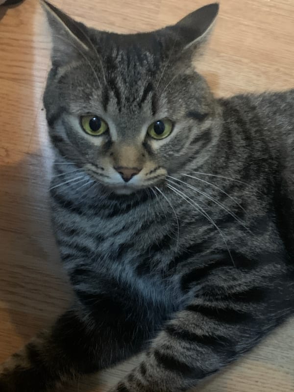 Tabby cat observed in various poses on wooden floor