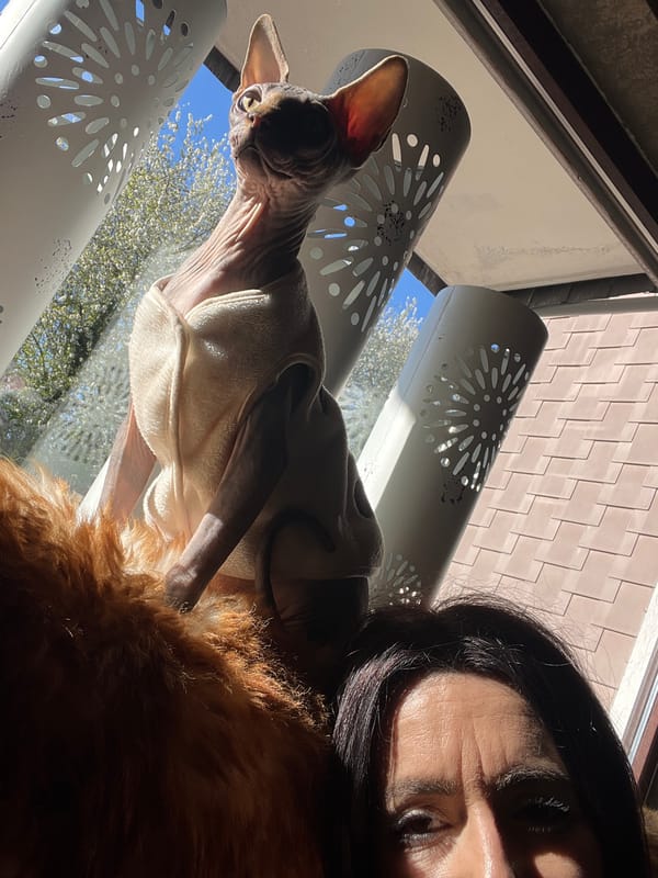 Woman enjoys coffee break with hairless cat in Konz