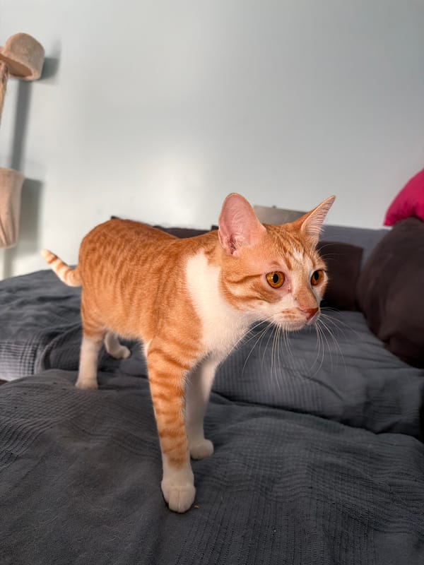 Orange tabby cat spotted on grey surface in Portugal