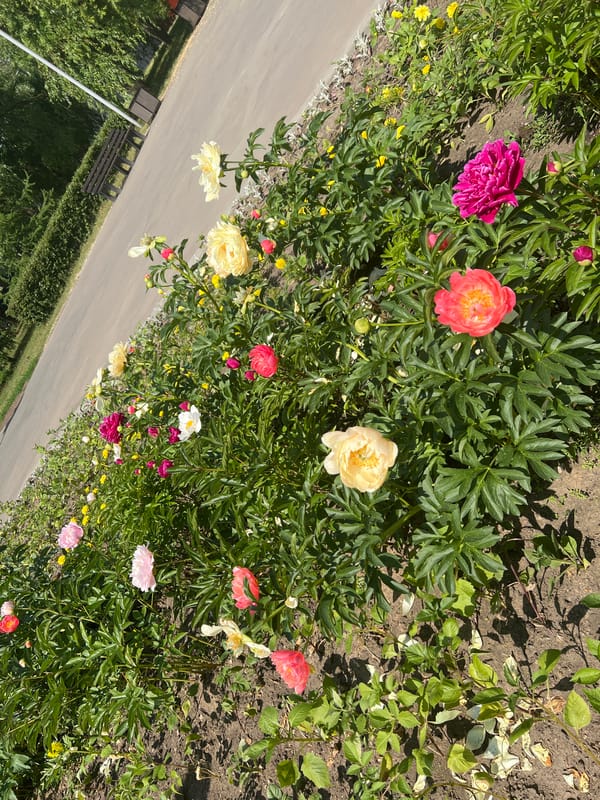 Morning garden blooms captured in Moscow flower bed