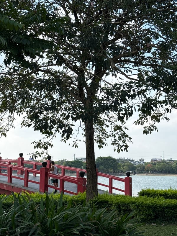 Dense-foliaged tree photographed in Hà Nội, Vietnam