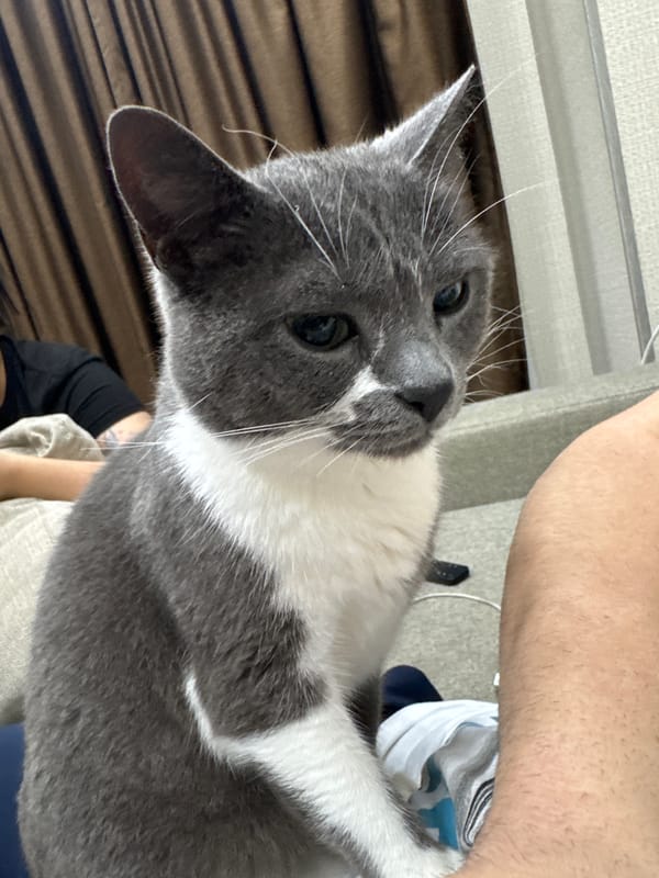 Tbilisi resident documents hour of domestic life with cat