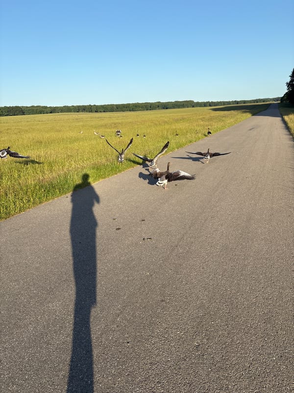Geese, palace grounds, and park paths in Kongens Lyngby