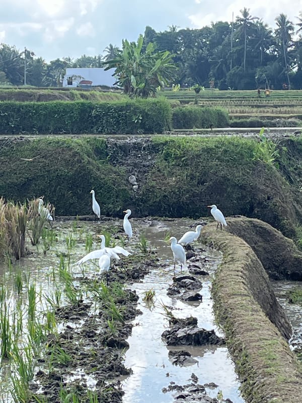 Tilling day at a working rice paddy in Ubud, Bali