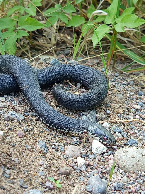 Snakes on the path and garden life in rural Ostrovtsy