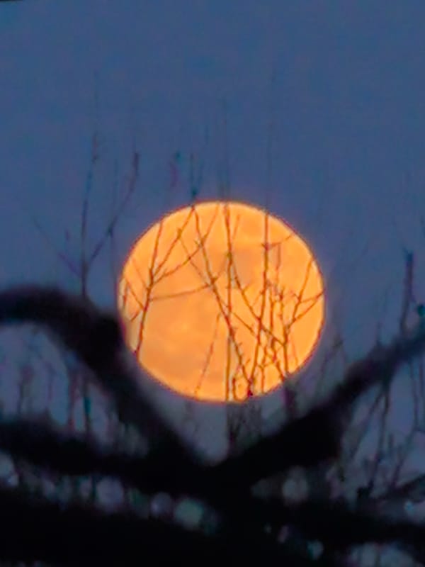 Orange full moon observed through bare trees in Noviy, Russia
