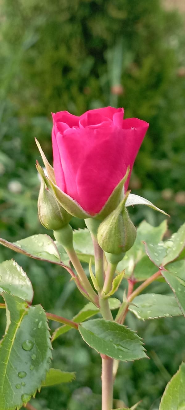 Dewy roses and garden blooms in Radisne, Ukraine