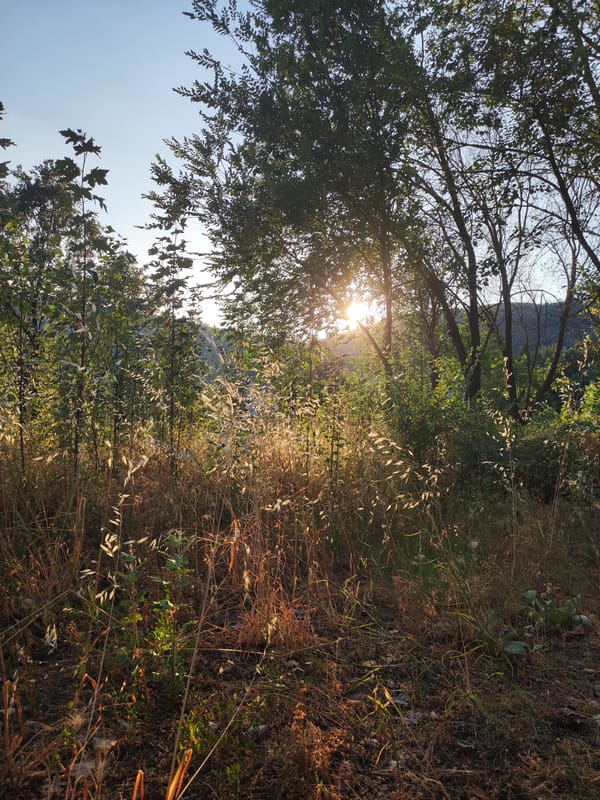 Watermelon and golden hour at a woodland picnic spot in Spain
