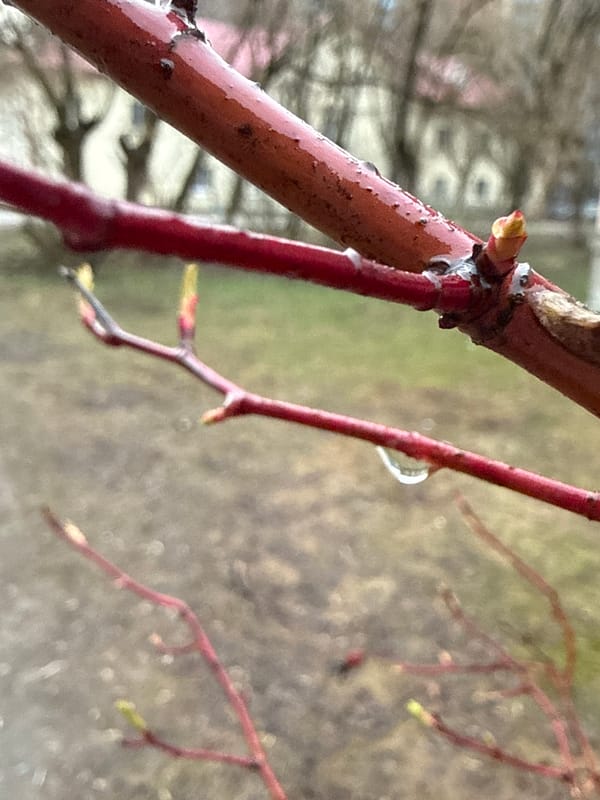 Spring buds and droplets observed on tree branches in Dmitrov