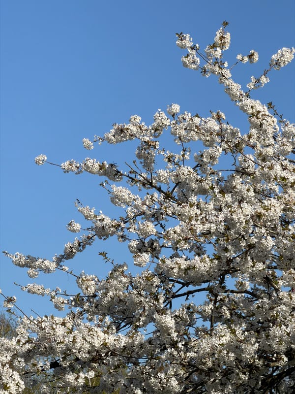 Man photographed in parked car amid London spring blooms
