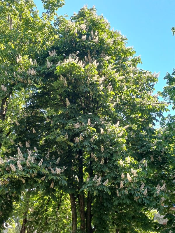 Spring garden walk documented in Riga's blooming parks