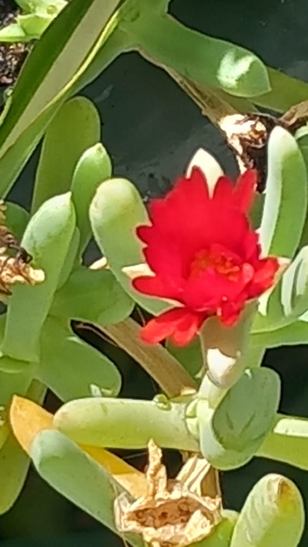 Red blooms and hillside views in Άγιος Νεκτάριος on a clear morning