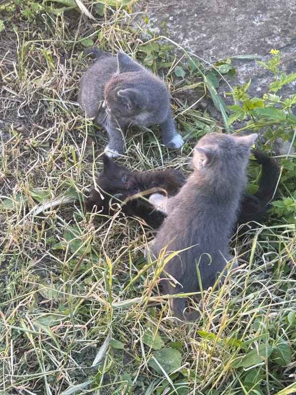 Three kittens play in grass in Bulgarian village