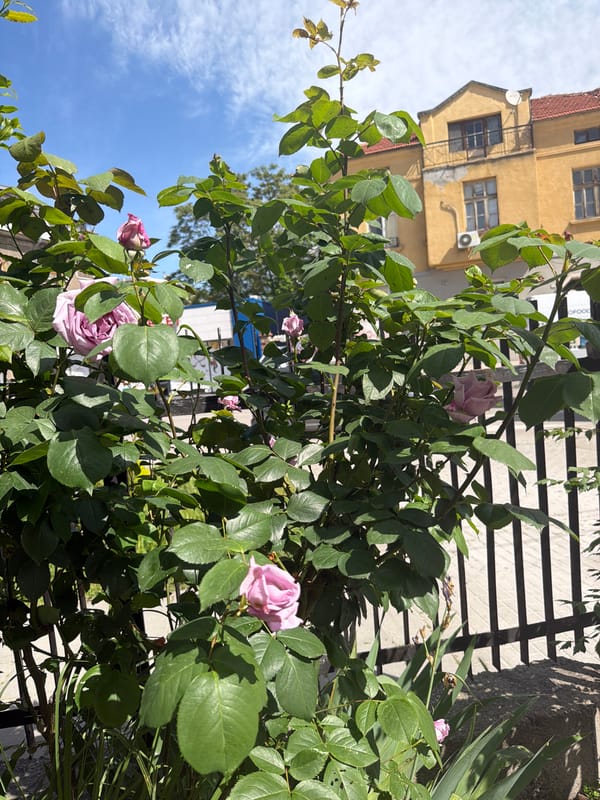 Morning observations of roses, art, and decorative items in Plovdiv