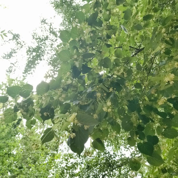 A summer morning in Chaikovsky, Russia, across everyday life