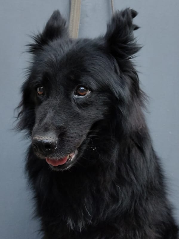 Fluffy black dog chilling out in Kharkiv