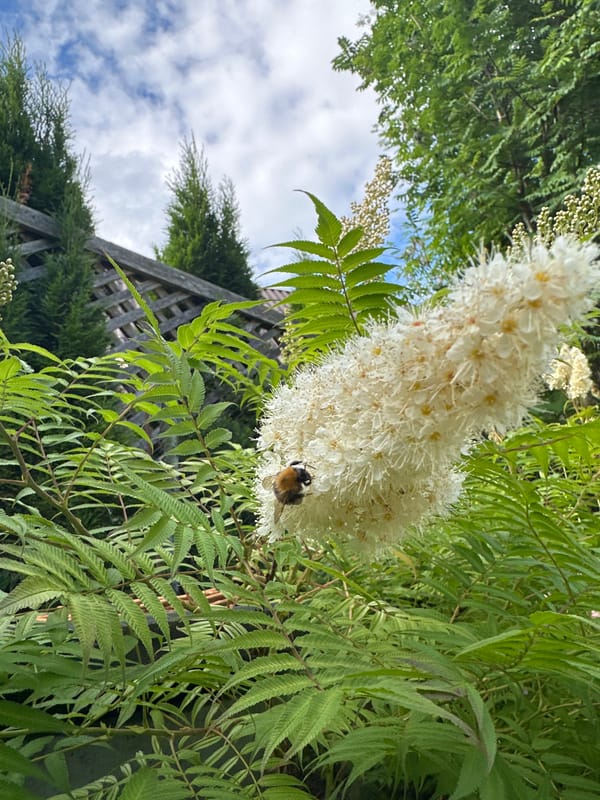Summer garden in full bloom, insects and flowers up close