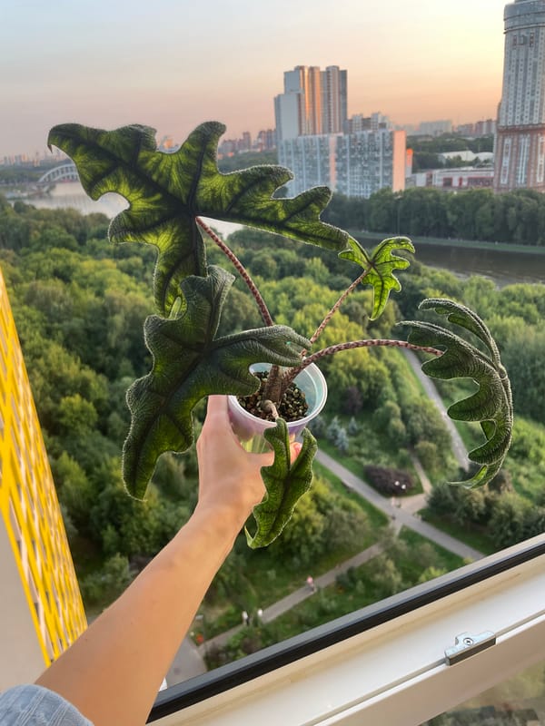 Houseplants shown off against a Khimki skyline