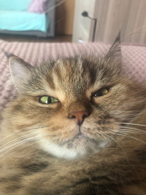 Tabby cat lounges and stares on a pink blanket