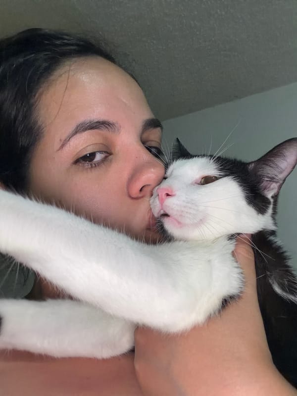 Black and white cat documented by witnesses in Venezuela
