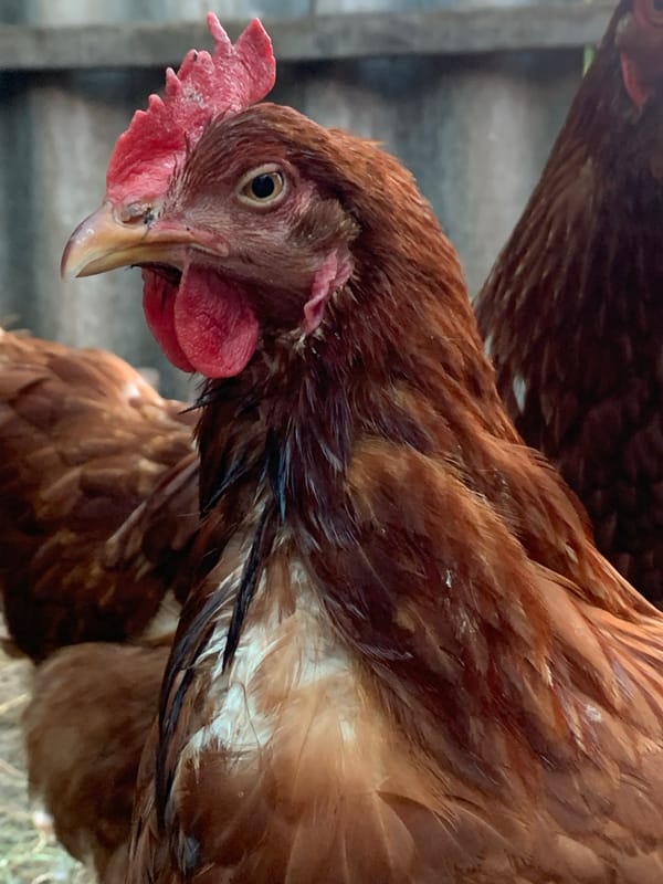 Backyard farm life in Poltava: chickens, a rabbit, and coop details