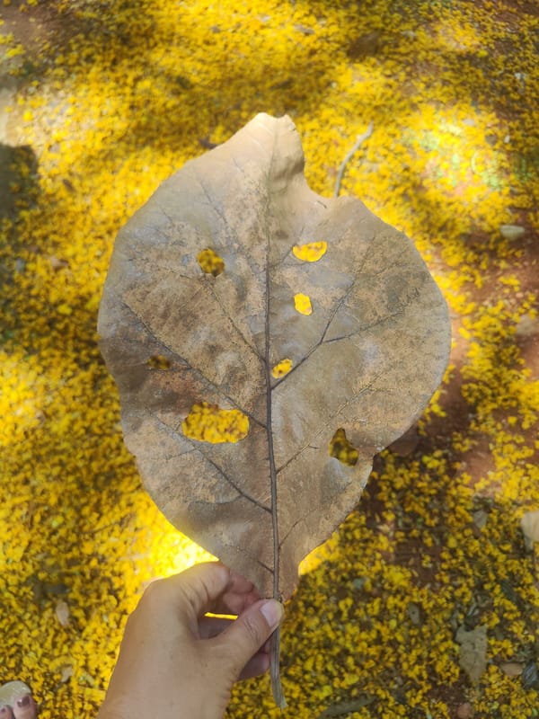 Witness documents weathered leaf with holes in Puttaparthi