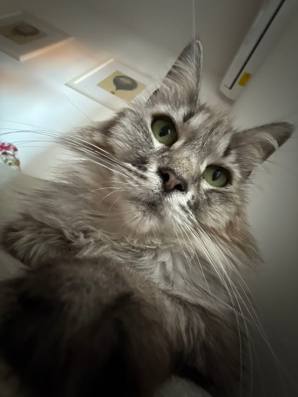 Gray tabby cat photographed resting on sofa in detailed portraits