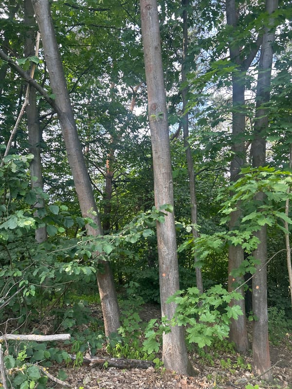 Morning wander through Pilsen's streets, parks, and green edges