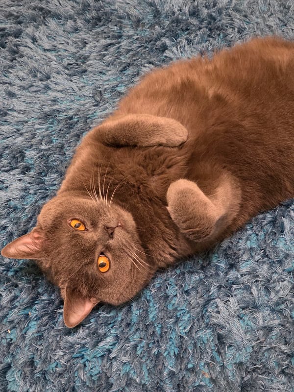 Gray cat rests on blue rug in Kaliningrad home