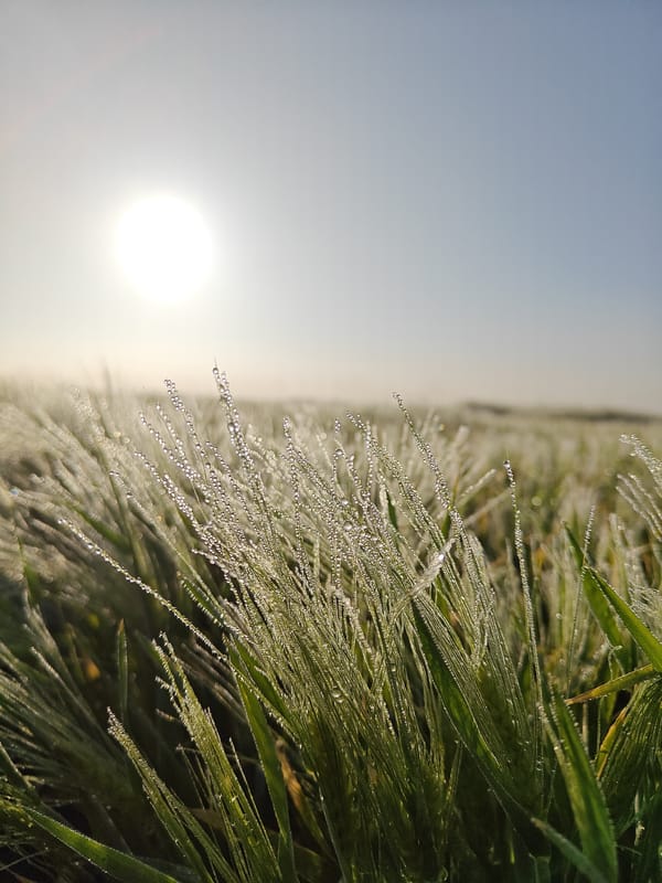 Morning dew photographed in Russian grassland at sunrise