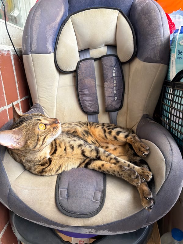 Bengal cat and a peeking face, Dnipro afternoon