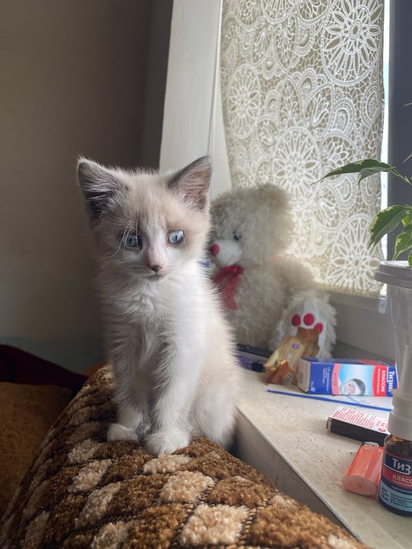Russian resident documents morning domestic life with pets and surroundings