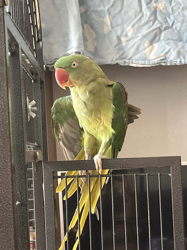 Green parrot on a cage bar, Pazardzhik