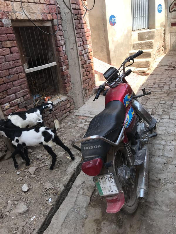 Morning scenes: courtyard with motorcycle, goats and mobile gambling