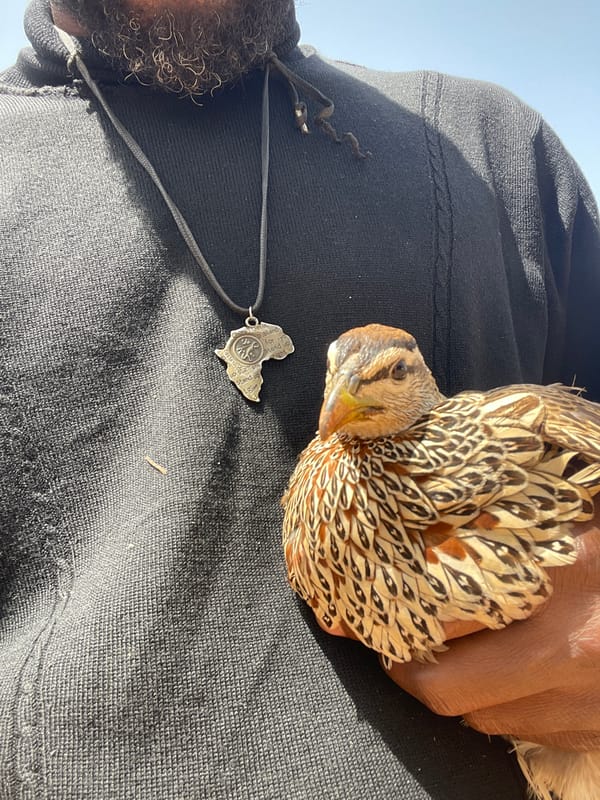 Person holds quail bird while wearing Africa pendant in Jos