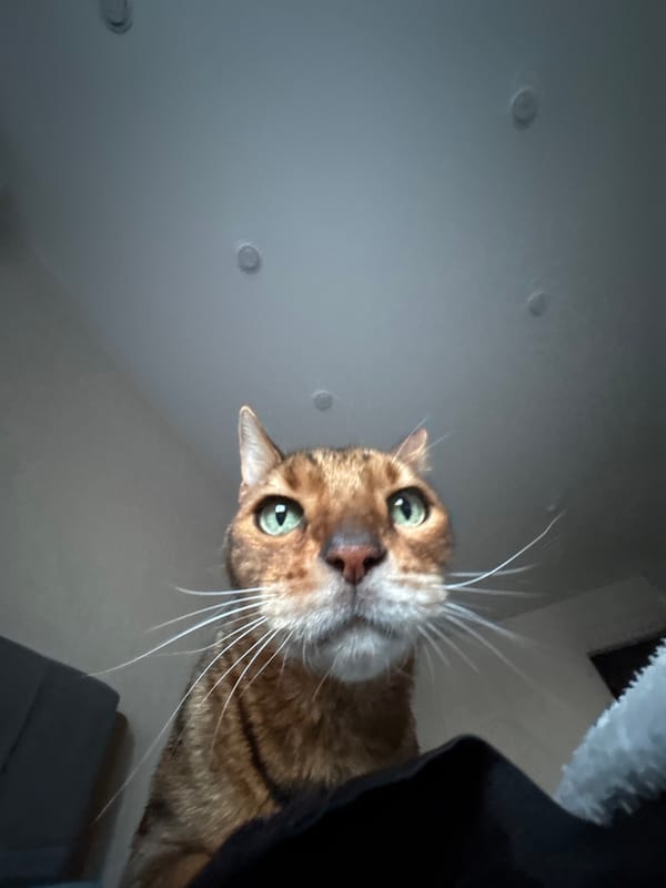 Cat and baking activities documented in home setting