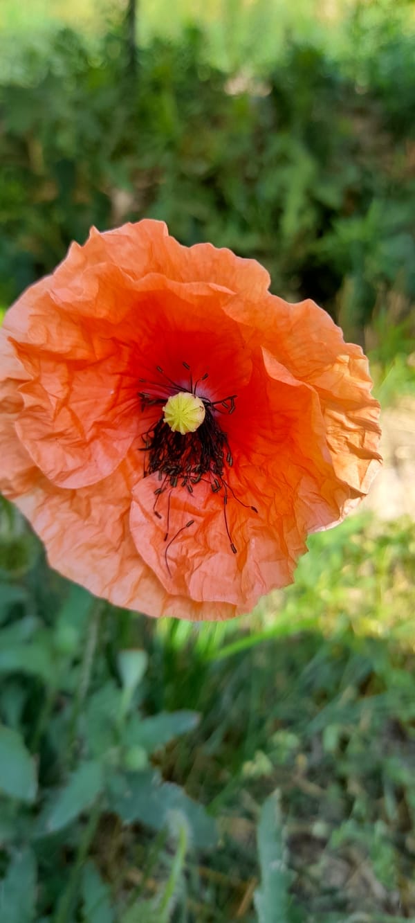 Close-up wildflower series: poppy, chamomile, buttercups, and dandelion