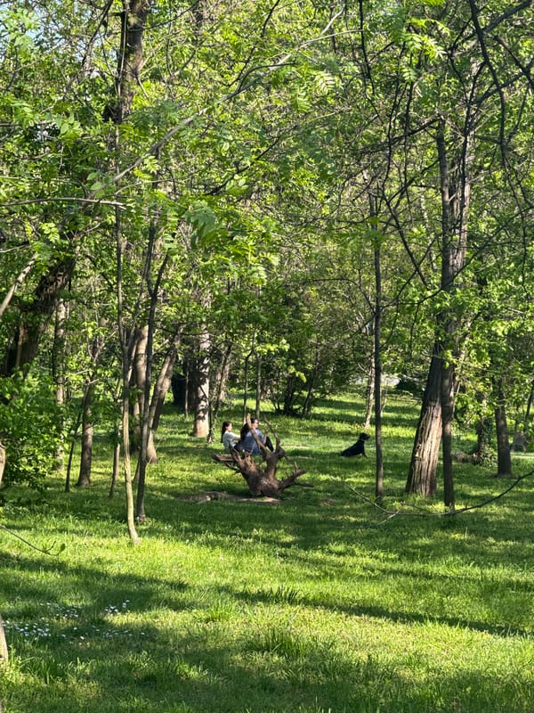Park and apartment scenes documented in Belgrade suburb