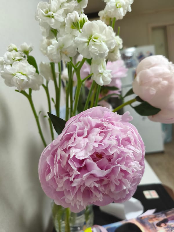 Pink peonies and white flowers arranged indoors in Asan-si