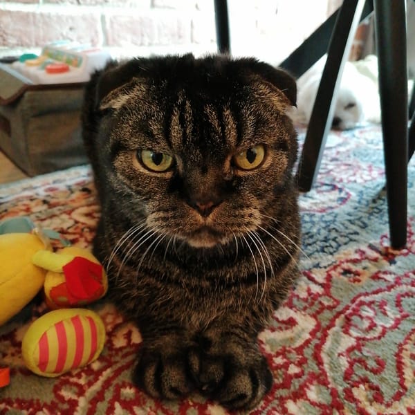 Scottish Fold cat rests on patterned rug indoors
