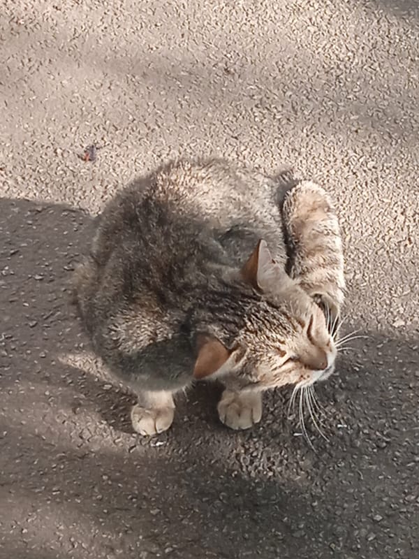 Tabby cat napping outside while pigeons forage nearby