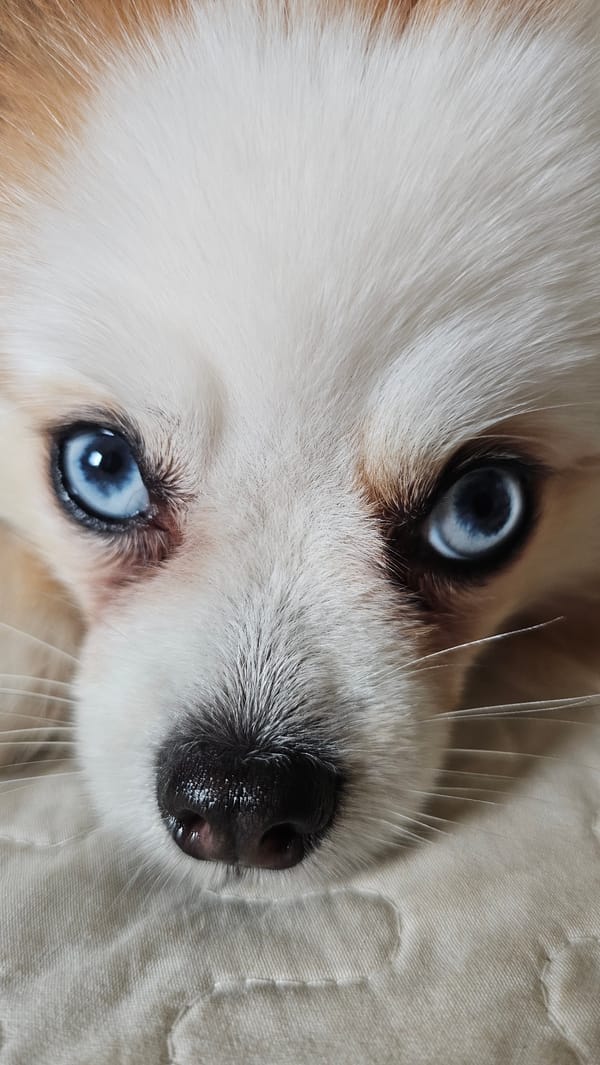 Two blue-eyed Pomeranians goofing around a Koh Samui villa