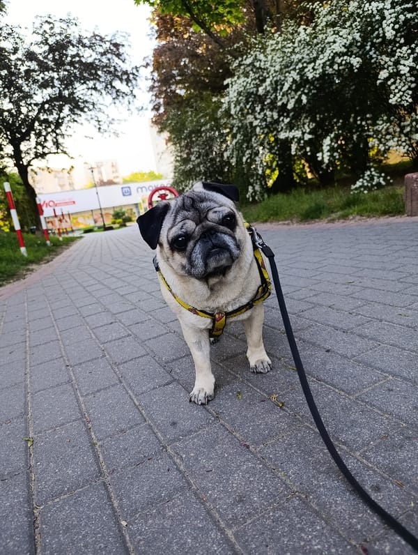 Pug takes afternoon walk through Warsaw neighborhood