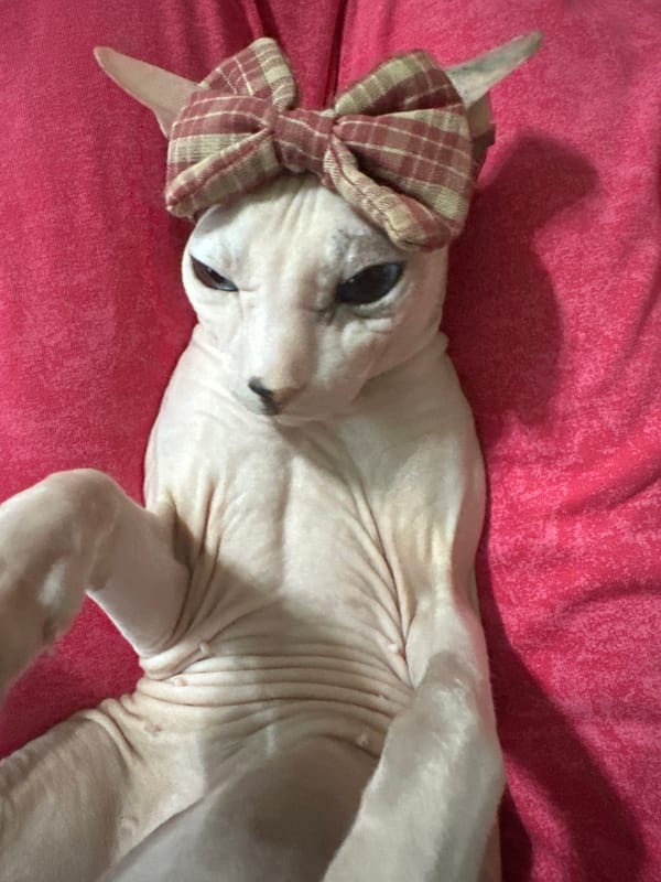 Sphynx cat photo session with hats, bows, and tiny props